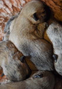 portée cairn terrier janvier 2016