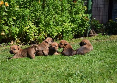 cairn terrier élevage (4)