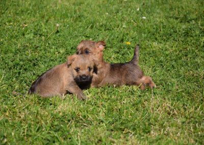 élevage cairn-terrier (11)