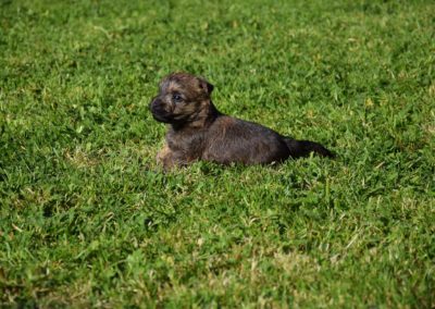 élevage cairn-terrier (16)