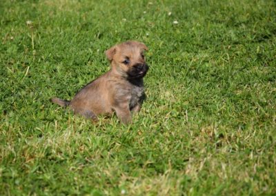 élevage cairn-terrier (23)