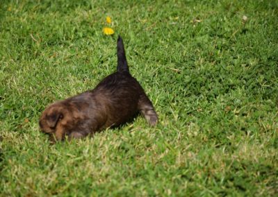 élevage cairn-terrier (10)